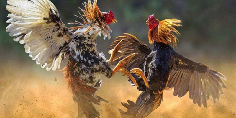 Khám phá về cách chơi đá gà hiệu quả từ chuyên gia